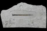 Fossil Belemnite (Youngibelus) - Germany #106359-1
